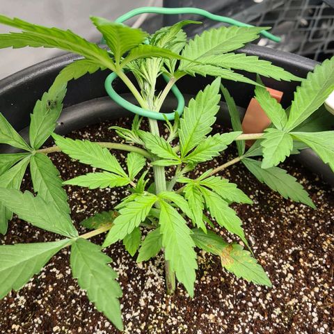 Dinafem Critical jack auto growlog timeline photo