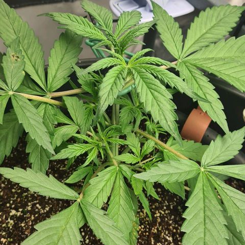 Dinafem Critical jack auto growlog timeline photo