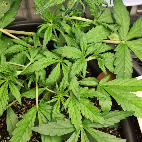 Dinafem Critical jack auto growlog timeline photo
