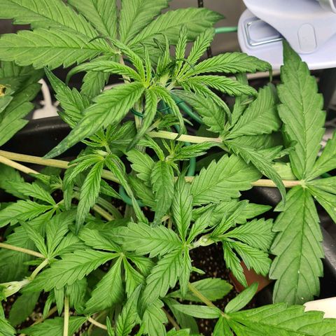 Dinafem Critical jack auto growlog timeline photo
