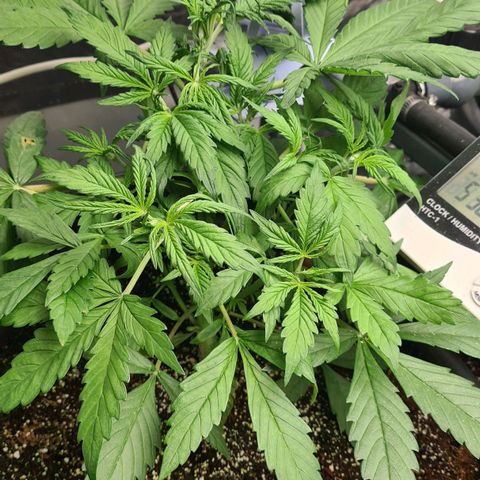 Dinafem Critical jack auto growlog timeline photo