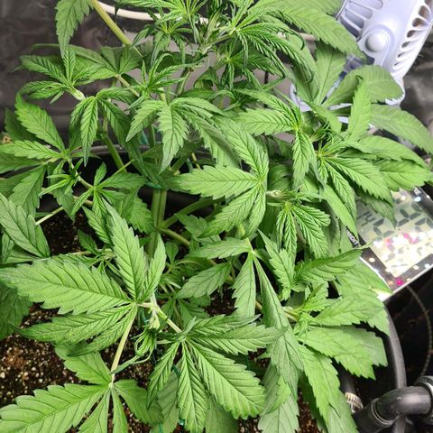 Dinafem Critical jack auto growlog timeline photo
