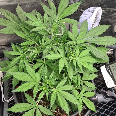 Dinafem Critical jack auto growlog timeline photo