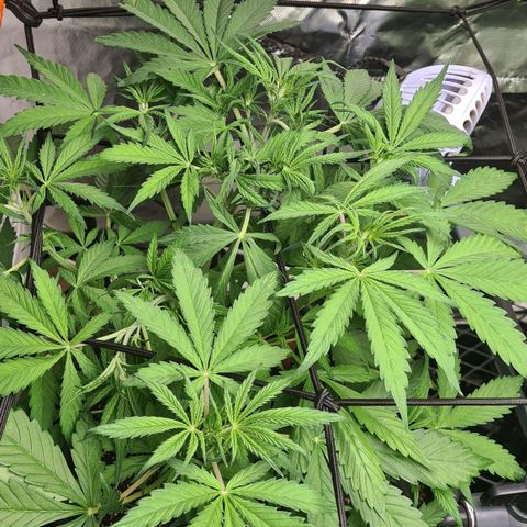Dinafem Critical jack auto growlog timeline photo