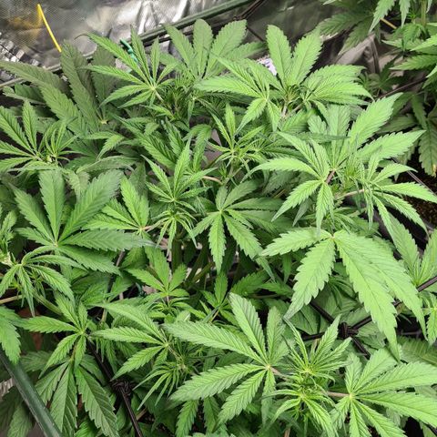 Dinafem Critical jack auto growlog timeline photo