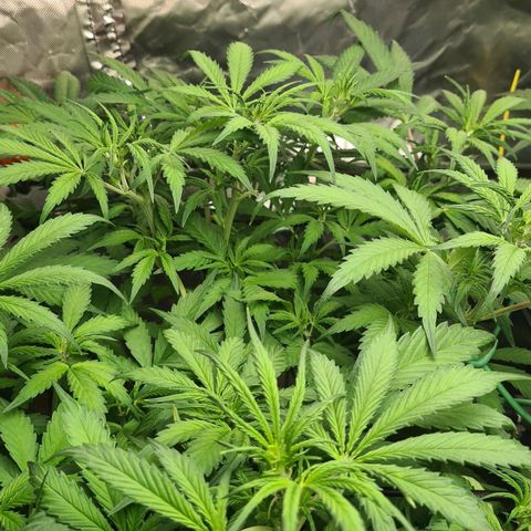 Dinafem Critical jack auto growlog timeline photo