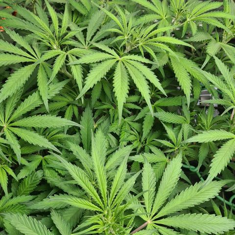 Dinafem Critical jack auto growlog timeline photo