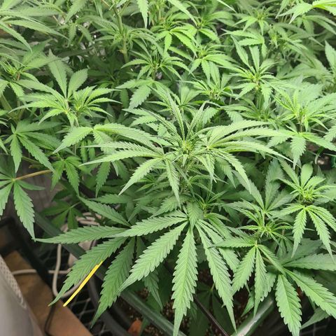 Dinafem Critical jack auto growlog timeline photo