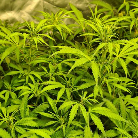 Dinafem Critical jack auto growlog timeline photo
