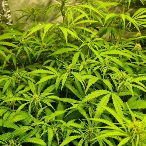 Dinafem Critical jack auto growlog timeline photo