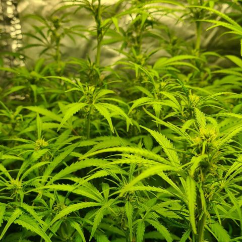 Dinafem Critical jack auto growlog timeline photo
