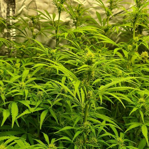 Dinafem Critical jack auto growlog timeline photo
