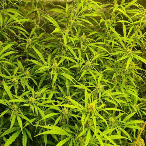 Dinafem Critical jack auto growlog timeline photo