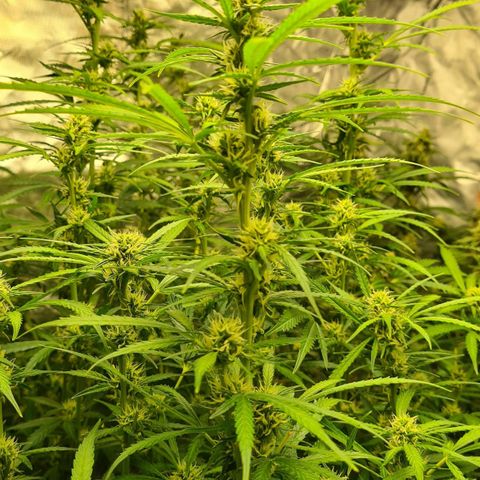 Dinafem Critical jack auto growlog timeline photo