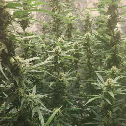 Dinafem Critical jack auto growlog timeline photo
