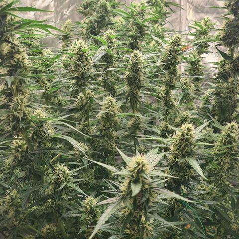 Dinafem Critical jack auto growlog timeline photo