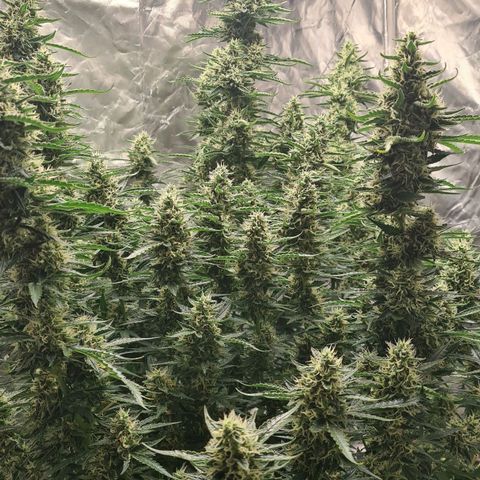 Dinafem Critical jack auto growlog timeline photo