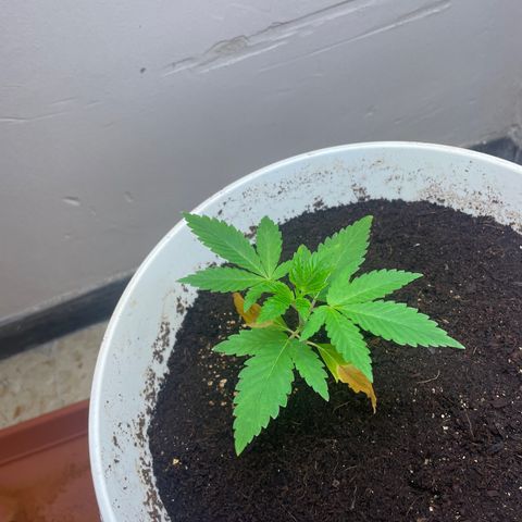 Lemon kush  growlog timeline photo
