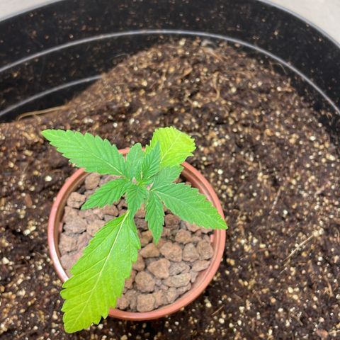 Lemon kush  growlog timeline photo