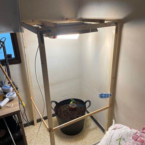 Lemon kush  growlog timeline photo