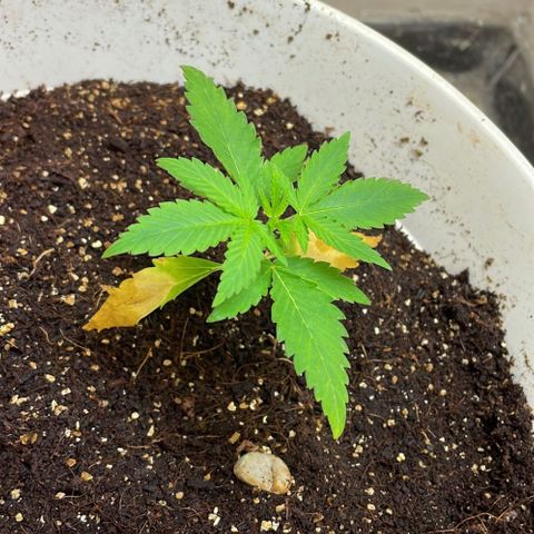 Lemon kush  growlog timeline photo