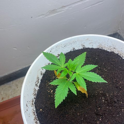 Lemon kush  growlog timeline photo
