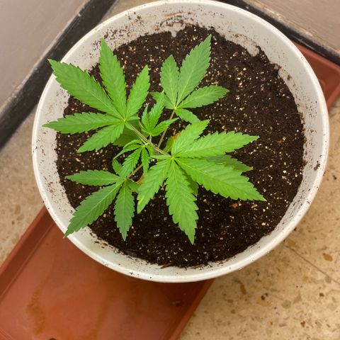Lemon kush  growlog timeline photo