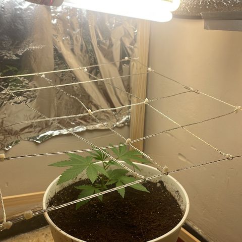 Lemon kush  growlog timeline photo