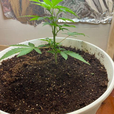 Lemon kush  growlog timeline photo