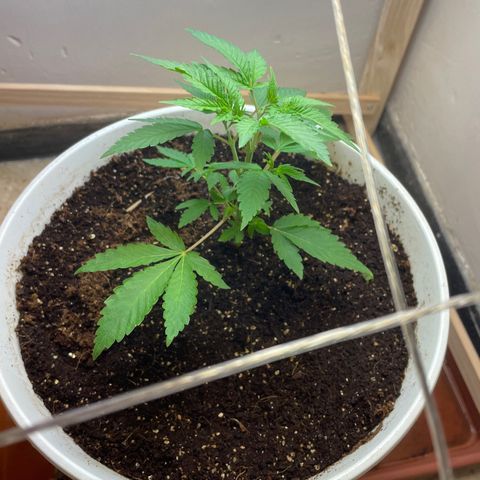 Lemon kush  growlog timeline photo