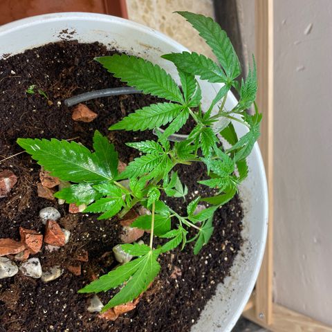 Lemon kush  growlog timeline photo