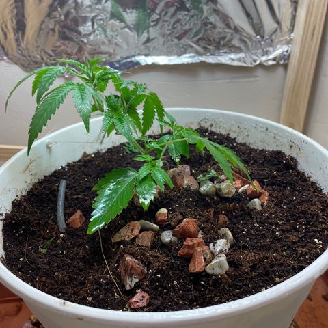 Lemon kush  growlog timeline photo