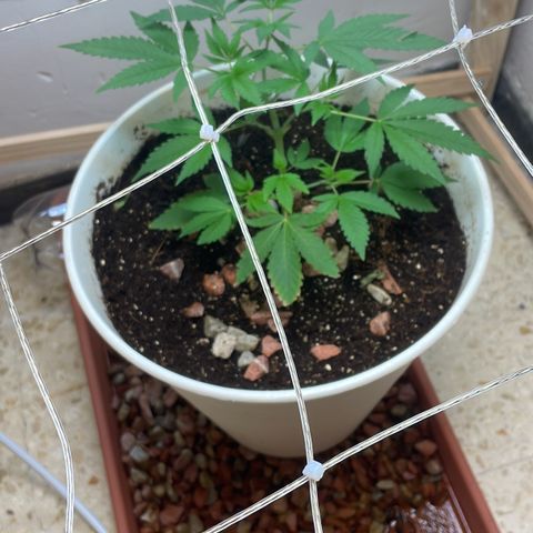 Lemon kush  growlog timeline photo