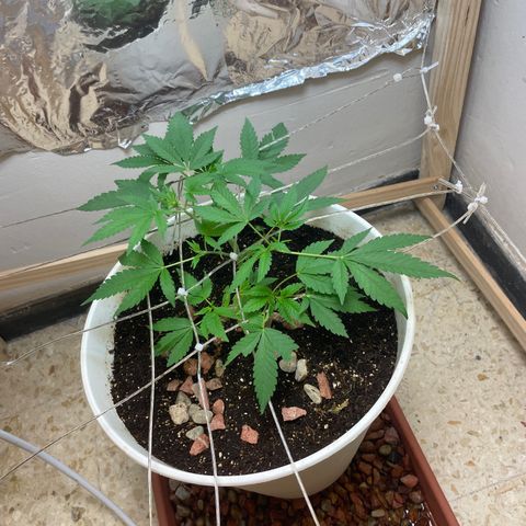 Lemon kush  growlog timeline photo