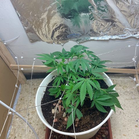 Lemon kush  growlog timeline photo