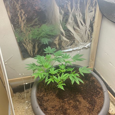 Lemon kush  growlog timeline photo