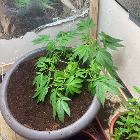 Lemon kush  growlog timeline photo