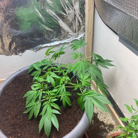 Lemon kush  growlog timeline photo