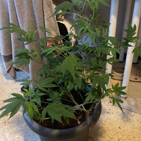 Lemon kush  growlog timeline photo