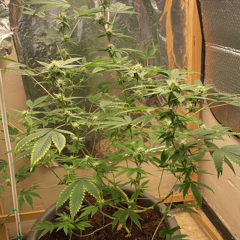 Lemon kush  growlog timeline photo