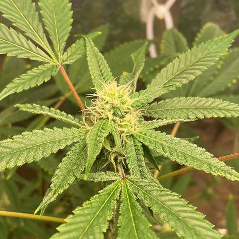 Lemon kush  growlog timeline photo