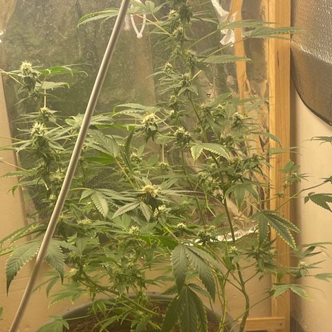 Lemon kush  growlog timeline photo