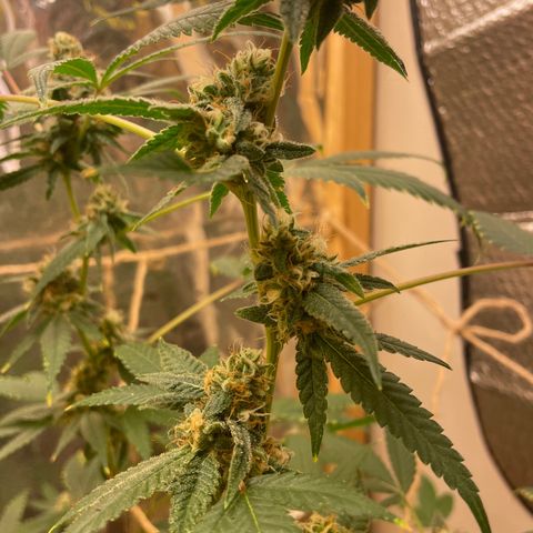 Lemon kush  growlog timeline photo