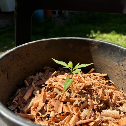 Genética desconocida growlog timeline photo