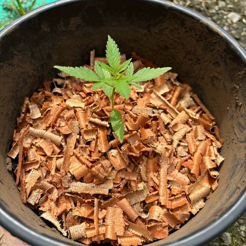 Genética desconocida growlog timeline photo