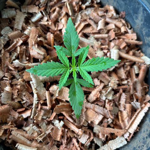 Genética desconocida growlog timeline photo