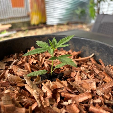 Genética desconocida growlog timeline photo