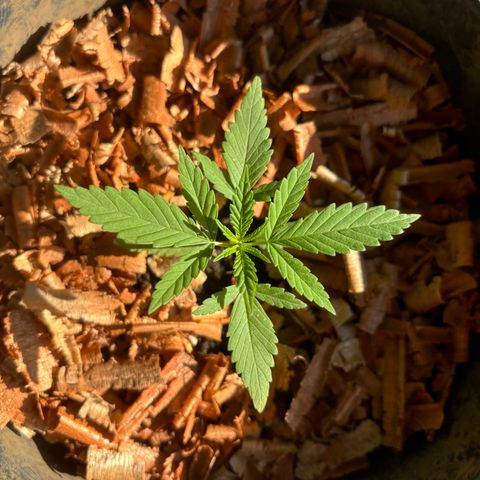 Genética desconocida growlog timeline photo