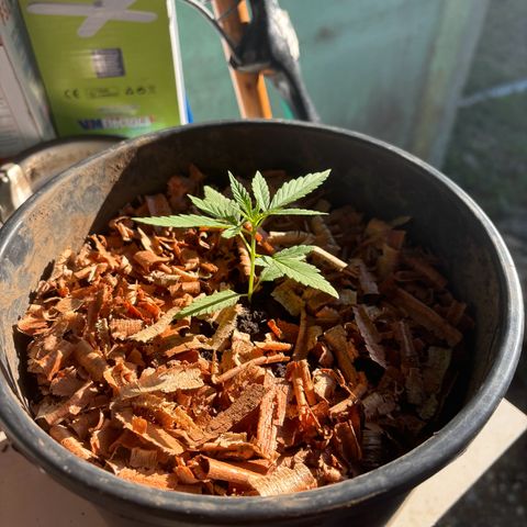 Genética desconocida growlog timeline photo