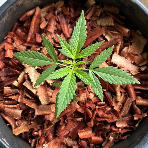 Genética desconocida growlog timeline photo